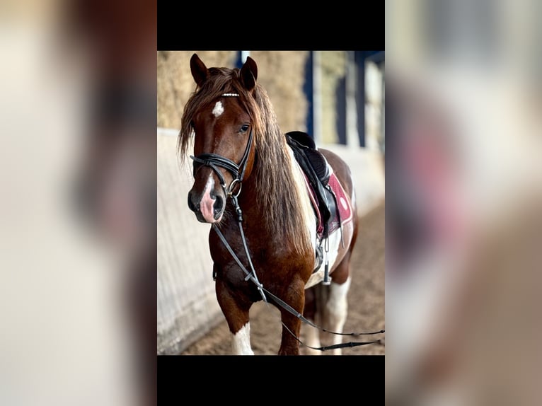 Sangue Caldo Pesante / Meso-brachimorfo Castrone 4 Anni 155 cm Pezzato in Saarland