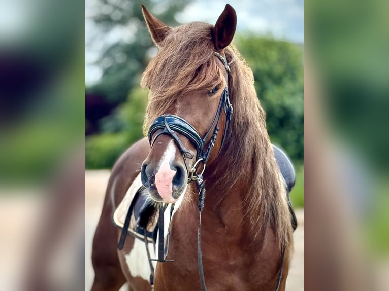 Sangue Caldo Pesante / Meso-brachimorfo Castrone 4 Anni 155 cm Pezzato in Saarland