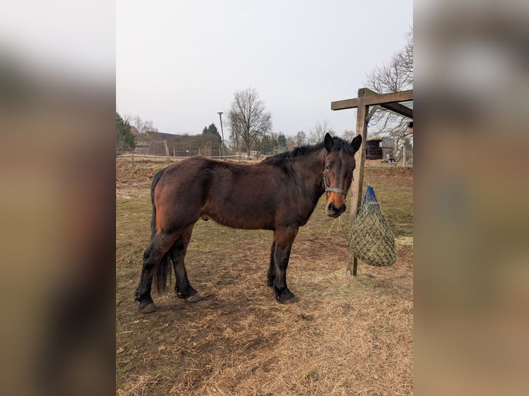 Sangue Caldo Pesante / Meso-brachimorfo Castrone 4 Anni 158 cm Baio scuro in Glindenberg