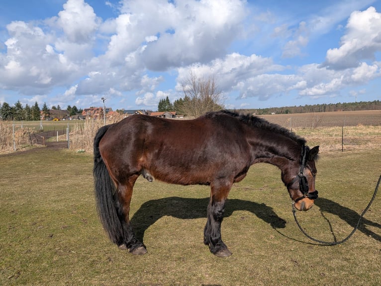 Sangue Caldo Pesante / Meso-brachimorfo Castrone 4 Anni 158 cm Baio scuro in Glindenberg