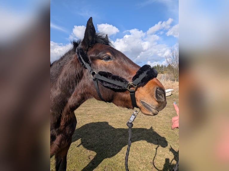 Sangue Caldo Pesante / Meso-brachimorfo Castrone 4 Anni 158 cm Baio scuro in Glindenberg