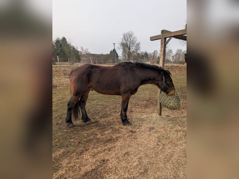 Sangue Caldo Pesante / Meso-brachimorfo Castrone 4 Anni 158 cm Baio scuro in Glindenberg