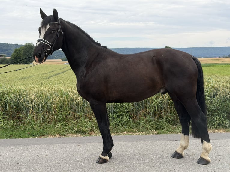 Sangue Caldo Pesante / Meso-brachimorfo Castrone 4 Anni 162 cm Morello in Riedlingen