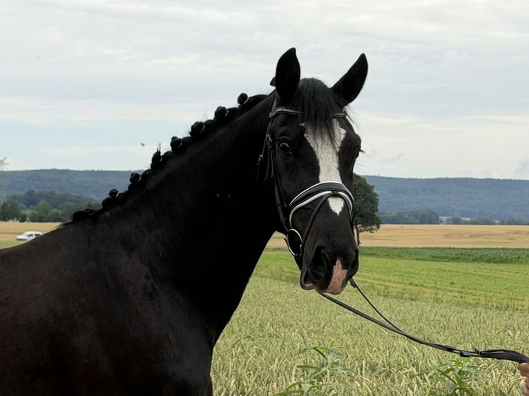 Sangue Caldo Pesante / Meso-brachimorfo Castrone 4 Anni 162 cm Morello in Riedlingen