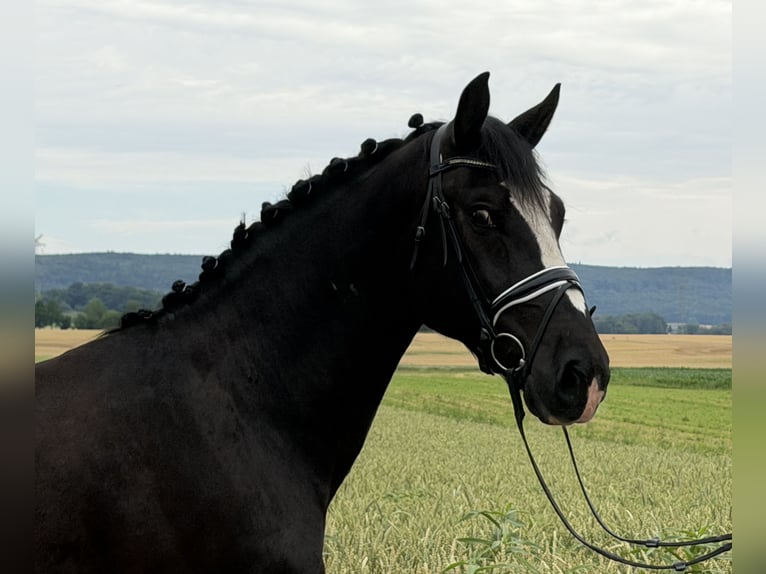 Sangue Caldo Pesante / Meso-brachimorfo Castrone 4 Anni 162 cm Morello in Riedlingen