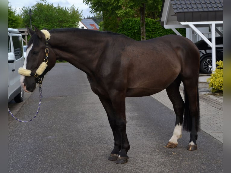 Sangue Caldo Pesante / Meso-brachimorfo Castrone 4 Anni 162 cm Morello in Bretten