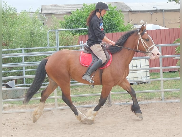 Sangue Caldo Pesante / Meso-brachimorfo Mix Castrone 4 Anni 162 cm Sauro scuro in Buttstädt