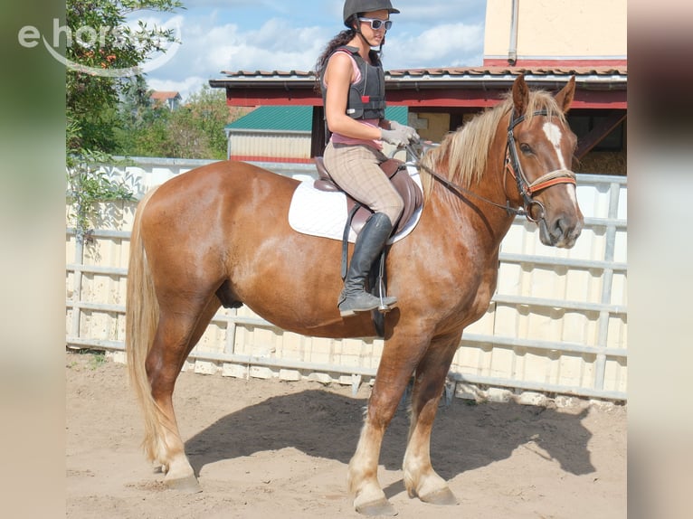 Sangue Caldo Pesante / Meso-brachimorfo Mix Castrone 4 Anni 163 cm Sauro scuro in Buttstädt