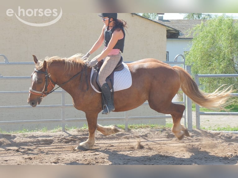 Sangue Caldo Pesante / Meso-brachimorfo Mix Castrone 4 Anni 163 cm Sauro scuro in Buttstädt