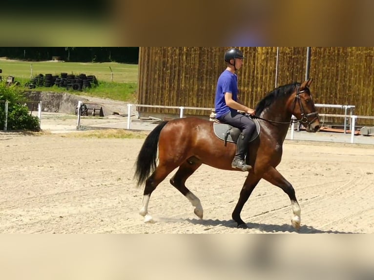 Sangue Caldo Pesante / Meso-brachimorfo Castrone 4 Anni 165 cm Baio in Kamenz