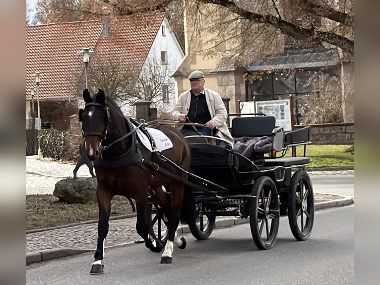 Sangue Caldo Pesante / Meso-brachimorfo Castrone 4 Anni 165 cm Baio in Riedlingen