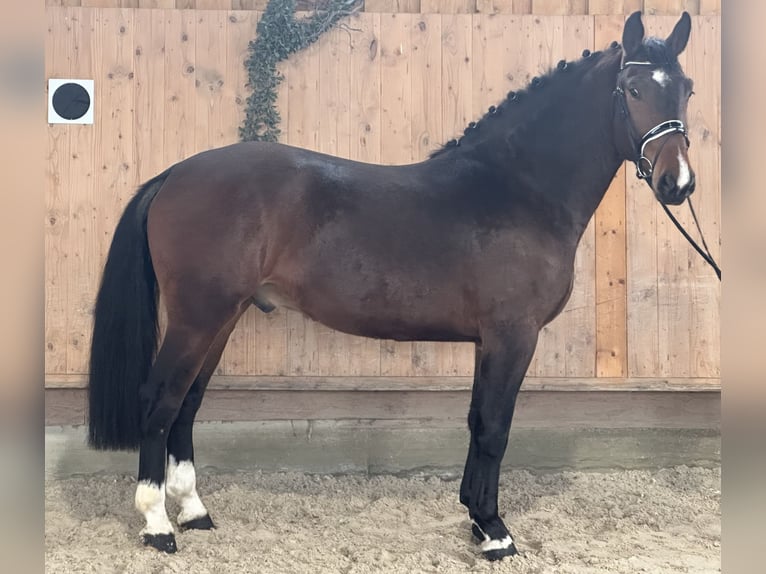 Sangue Caldo Pesante / Meso-brachimorfo Castrone 4 Anni 165 cm Baio in Riedlingen