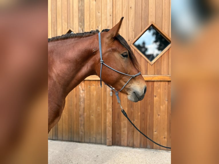 Sangue Caldo Pesante / Meso-brachimorfo Castrone 4 Anni 165 cm Baio in Eggerm&#xFC;hlen OT Bockraden