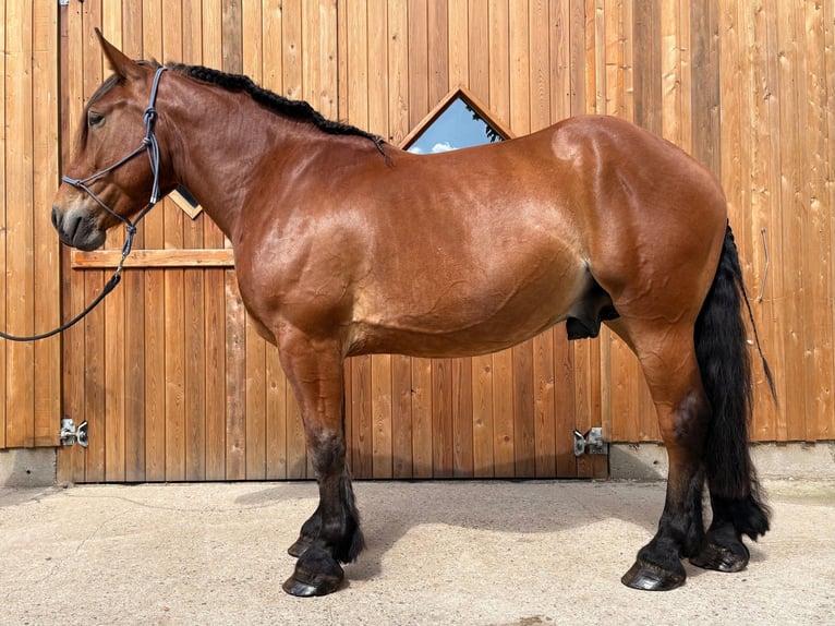 Sangue Caldo Pesante / Meso-brachimorfo Castrone 4 Anni 165 cm Baio in Eggerm&#xFC;hlen OT Bockraden
