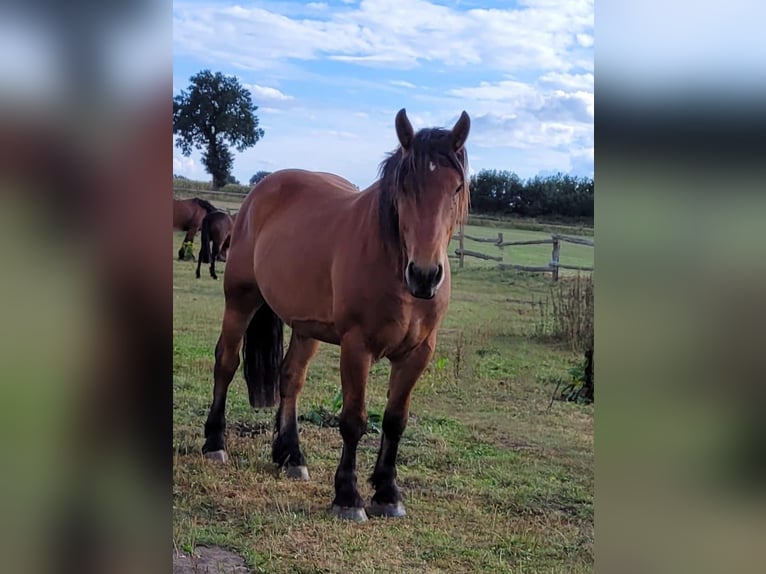 Sangue Caldo Pesante / Meso-brachimorfo Castrone 4 Anni 165 cm Baio in Eggerm&#xFC;hlen OT Bockraden