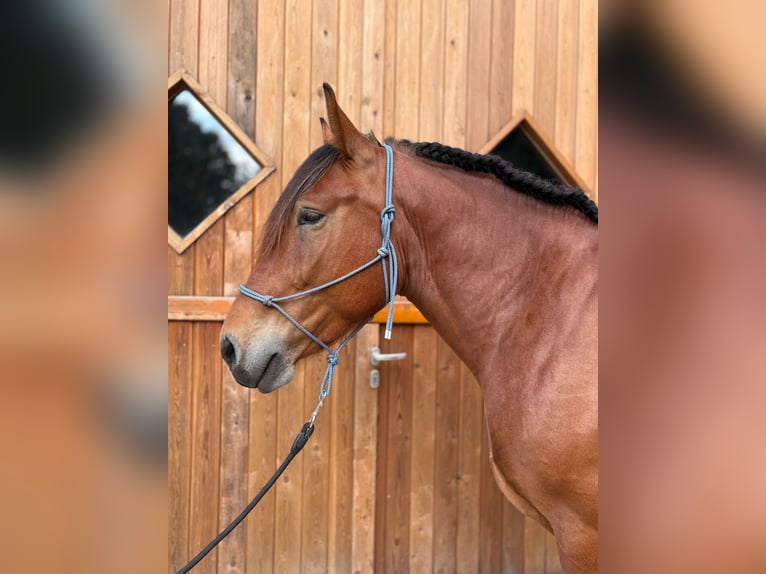 Sangue Caldo Pesante / Meso-brachimorfo Castrone 4 Anni 165 cm Baio in Eggerm&#xFC;hlen OT Bockraden