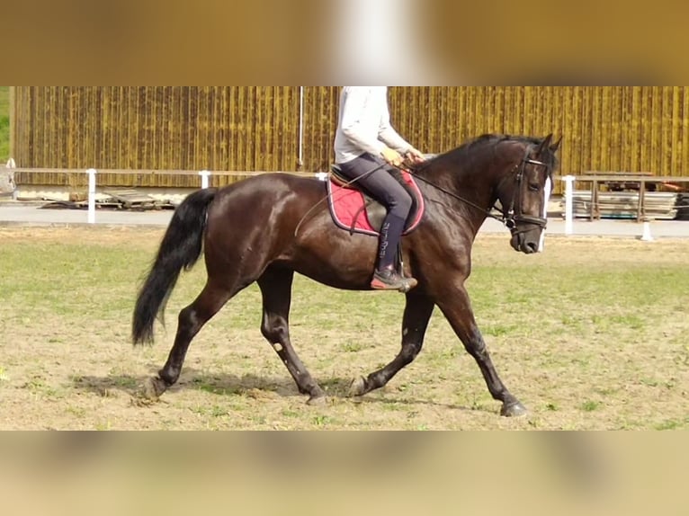 Sangue Caldo Pesante / Meso-brachimorfo Castrone 4 Anni 165 cm Morello in Kamenz