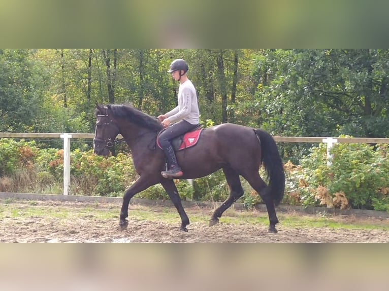Sangue Caldo Pesante / Meso-brachimorfo Castrone 4 Anni 165 cm Morello in Kamenz