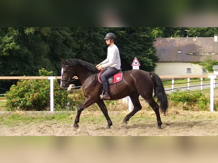 Sangue Caldo Pesante / Meso-brachimorfo Castrone 4 Anni 165 cm Morello in Kamenz