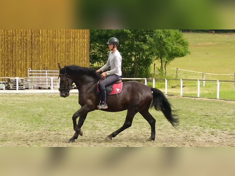 Sangue Caldo Pesante / Meso-brachimorfo Castrone 4 Anni 165 cm Morello in Kamenz