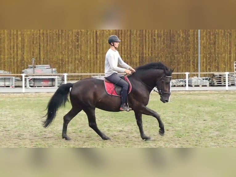 Sangue Caldo Pesante / Meso-brachimorfo Castrone 4 Anni 165 cm Morello in Kamenz