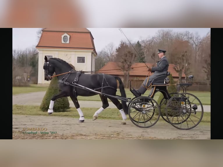 Sangue Caldo Pesante / Meso-brachimorfo Castrone 4 Anni 166 cm Baio nero in Kamenz