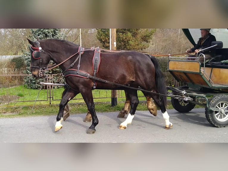 Sangue Caldo Pesante / Meso-brachimorfo Castrone 4 Anni 166 cm Baio nero in Kamenz