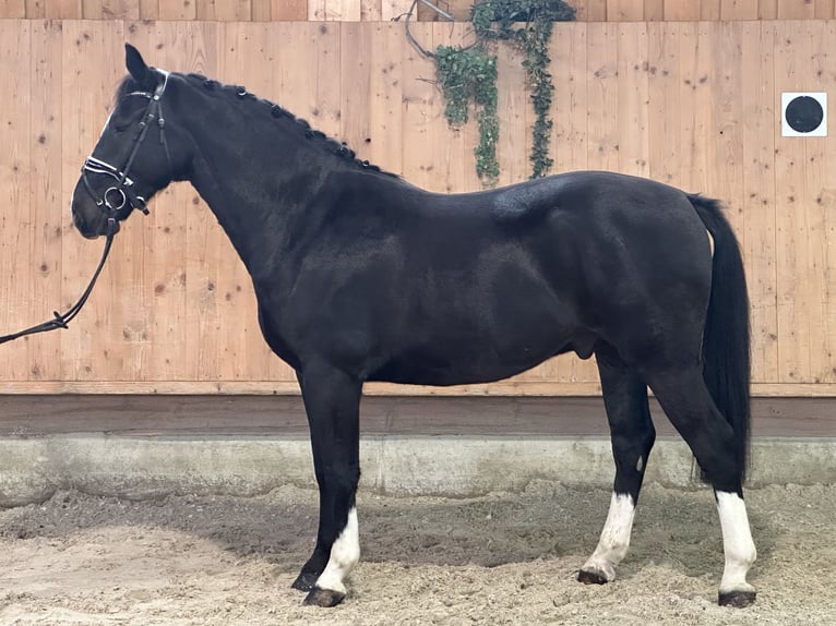 Sangue Caldo Pesante / Meso-brachimorfo Castrone 4 Anni 166 cm Morello in Riedlingen