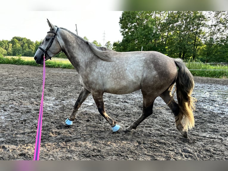 Sangue Caldo Pesante / Meso-brachimorfo Castrone 4 Anni 168 cm Grigio in Recklinghausen