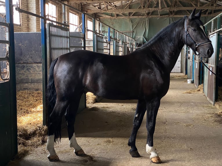 Sangue Caldo Pesante / Meso-brachimorfo Castrone 4 Anni 170 cm Morello in Schorfheide