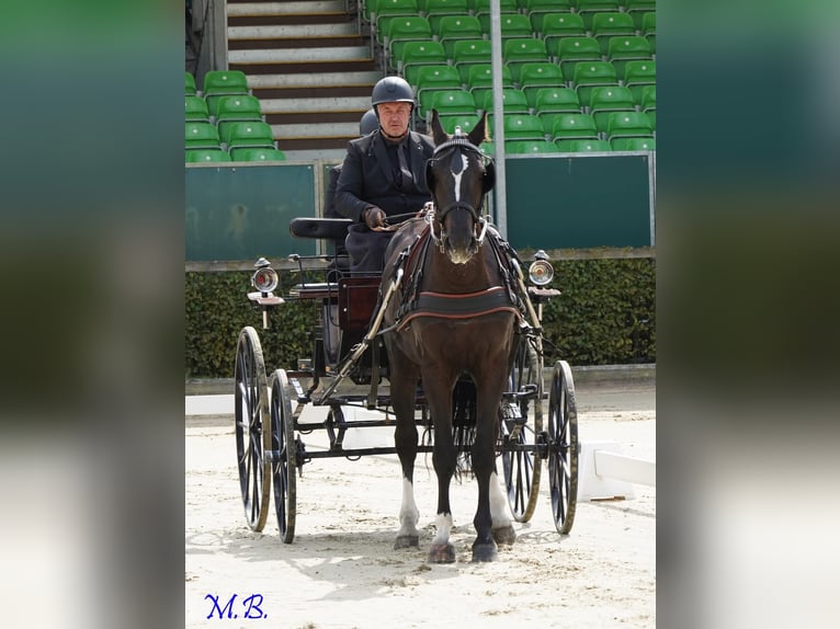 Sangue Caldo Pesante / Meso-brachimorfo Castrone 4 Anni 170 cm Morello in Schorfheide