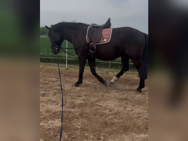 Sangue Caldo Pesante / Meso-brachimorfo Castrone 4 Anni 172 cm Morello in Calbe