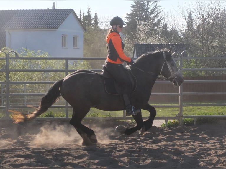 Sangue Caldo Pesante / Meso-brachimorfo Mix Castrone 5 Anni 154 cm Falbo baio in Buttstädt