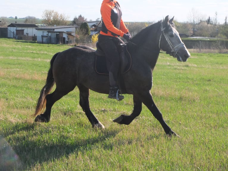 Sangue Caldo Pesante / Meso-brachimorfo Mix Castrone 5 Anni 154 cm Falbo baio in Buttstädt