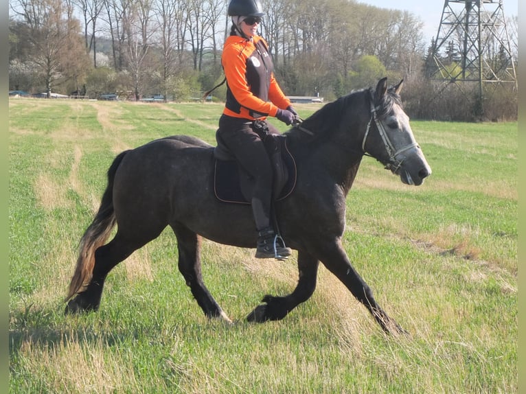 Sangue Caldo Pesante / Meso-brachimorfo Mix Castrone 5 Anni 154 cm Falbo baio in Buttstädt