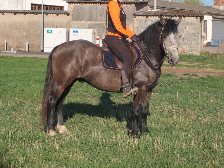 Sangue Caldo Pesante / Meso-brachimorfo Mix Castrone 5 Anni 154 cm Falbo baio in Buttstädt