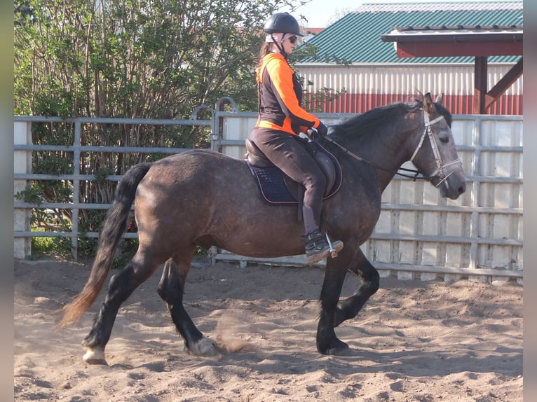 Sangue Caldo Pesante / Meso-brachimorfo Mix Castrone 5 Anni 154 cm Falbo baio in Buttstädt