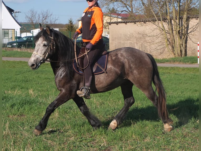 Sangue Caldo Pesante / Meso-brachimorfo Mix Castrone 5 Anni 154 cm Falbo baio in Buttstädt
