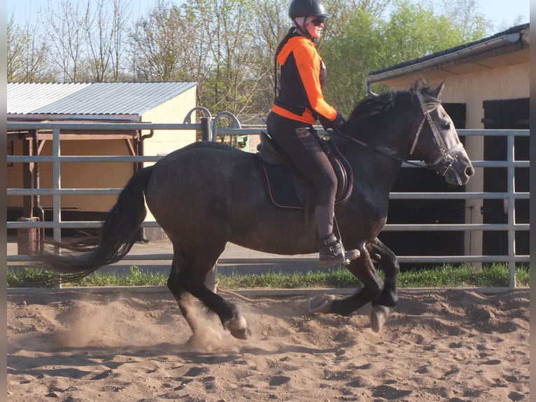 Sangue Caldo Pesante / Meso-brachimorfo Mix Castrone 5 Anni 154 cm Falbo baio in Buttstädt