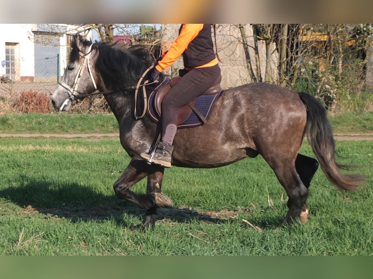 Sangue Caldo Pesante / Meso-brachimorfo Mix Castrone 5 Anni 154 cm Falbo baio in Buttstädt