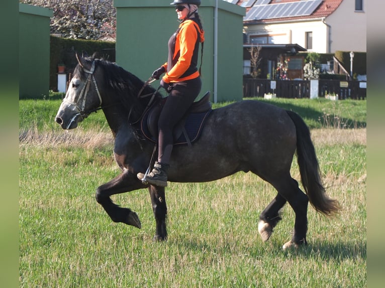 Sangue Caldo Pesante / Meso-brachimorfo Mix Castrone 5 Anni 154 cm Falbo baio in Buttstädt