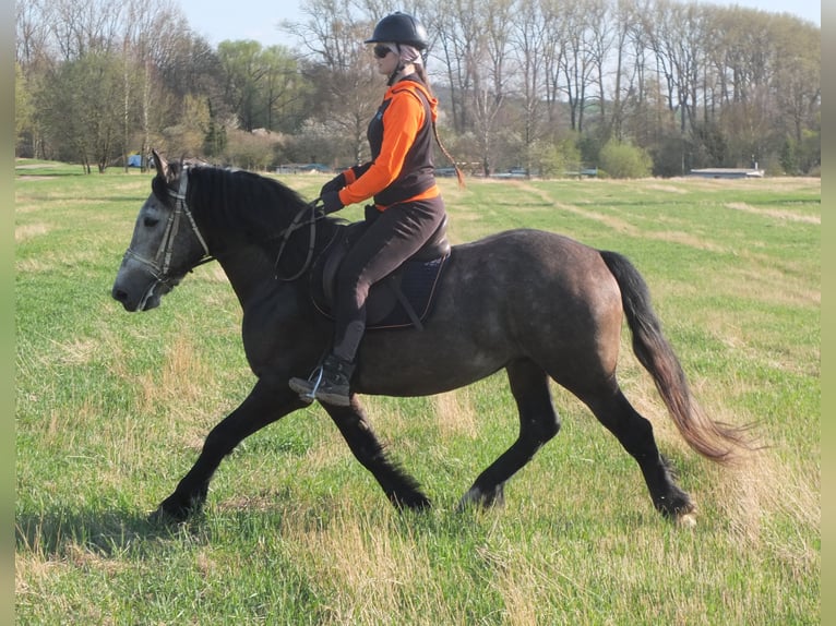 Sangue Caldo Pesante / Meso-brachimorfo Mix Castrone 5 Anni 154 cm Falbo baio in Buttstädt