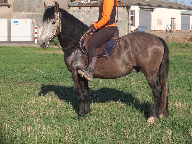 Sangue Caldo Pesante / Meso-brachimorfo Mix Castrone 5 Anni 154 cm Falbo baio in Buttstädt