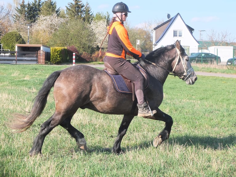 Sangue Caldo Pesante / Meso-brachimorfo Mix Castrone 5 Anni 154 cm Falbo baio in Buttstädt
