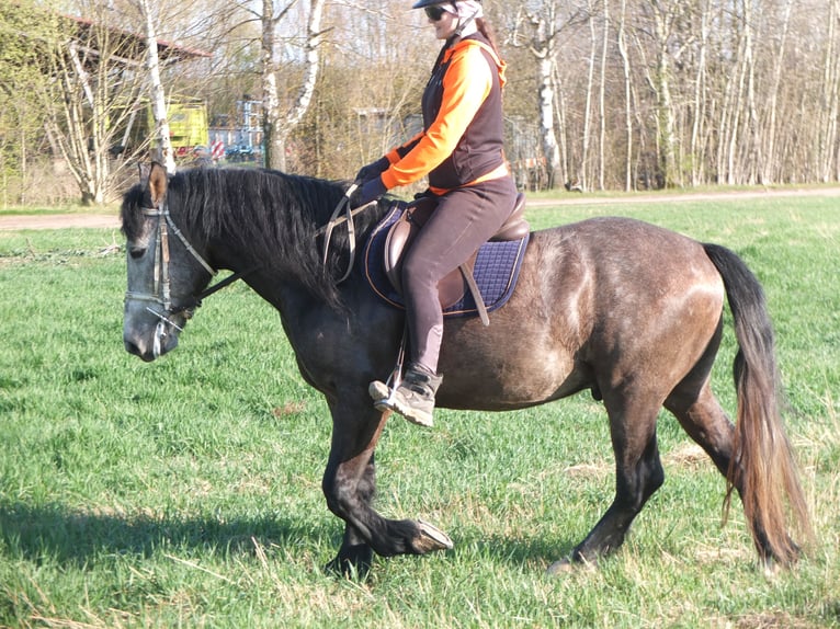 Sangue Caldo Pesante / Meso-brachimorfo Mix Castrone 5 Anni 154 cm Falbo baio in Buttstädt