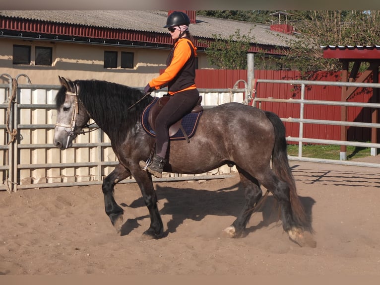 Sangue Caldo Pesante / Meso-brachimorfo Mix Castrone 5 Anni 154 cm Falbo baio in Buttstädt