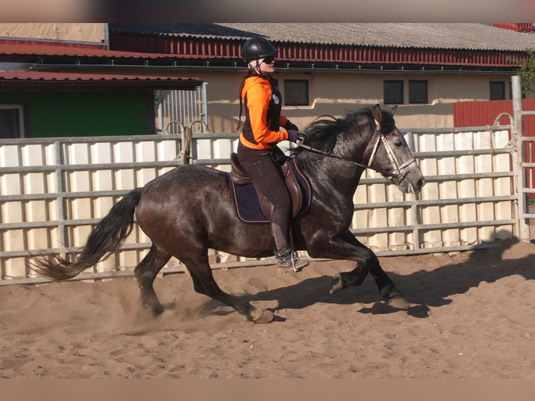 Sangue Caldo Pesante / Meso-brachimorfo Mix Castrone 5 Anni 154 cm Falbo baio in Buttstädt