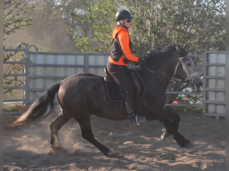 Sangue Caldo Pesante / Meso-brachimorfo Mix Castrone 5 Anni 154 cm Falbo baio in Buttstädt