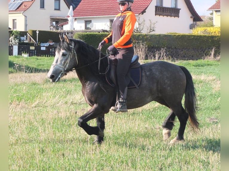 Sangue Caldo Pesante / Meso-brachimorfo Mix Castrone 5 Anni 154 cm Falbo baio in Buttstädt