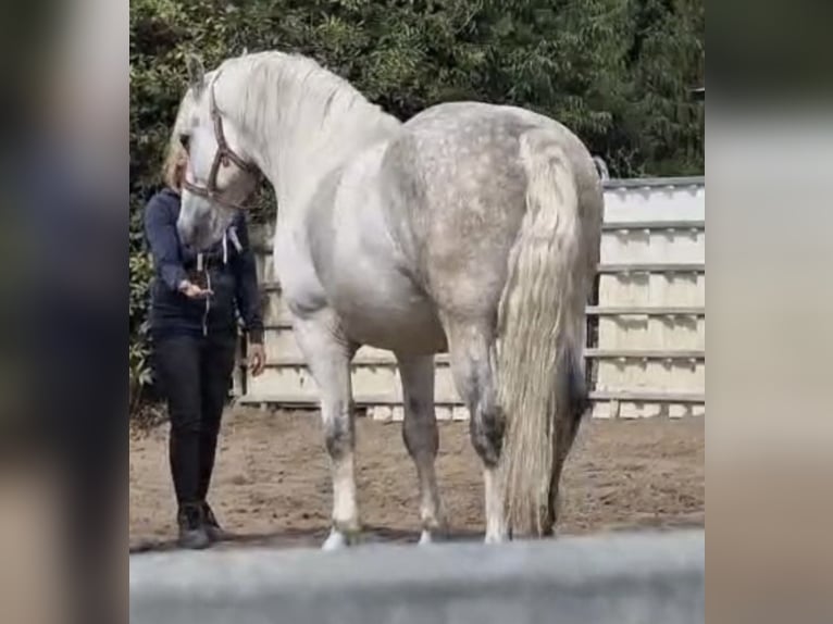 Sangue Caldo Pesante / Meso-brachimorfo Castrone 5 Anni 160 cm Grigio in Nebra